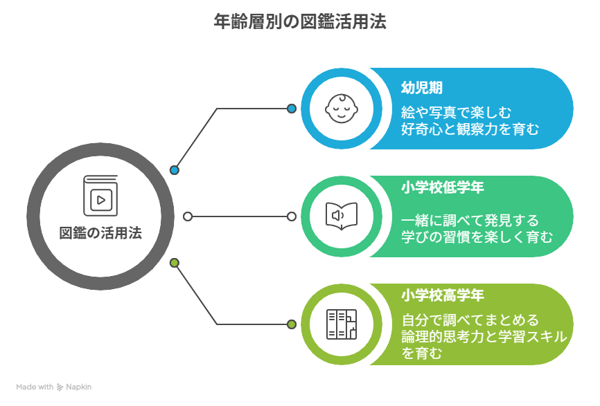 年代別の図鑑活用法